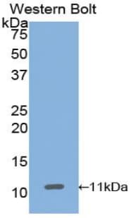 HSPA8 / HSC70 Antibody (aa534-615, APC)