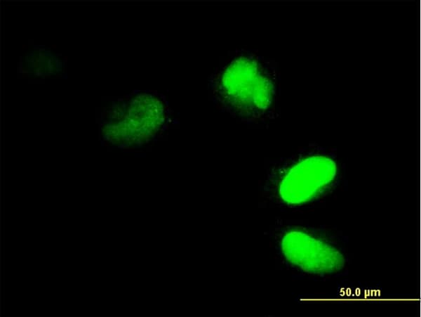 FRG1 Antibody (clone 4A5)