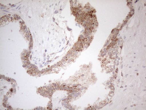 NAPSA / NAPA / Napsin A Antibody (aa64-244, clone OTI3E5)