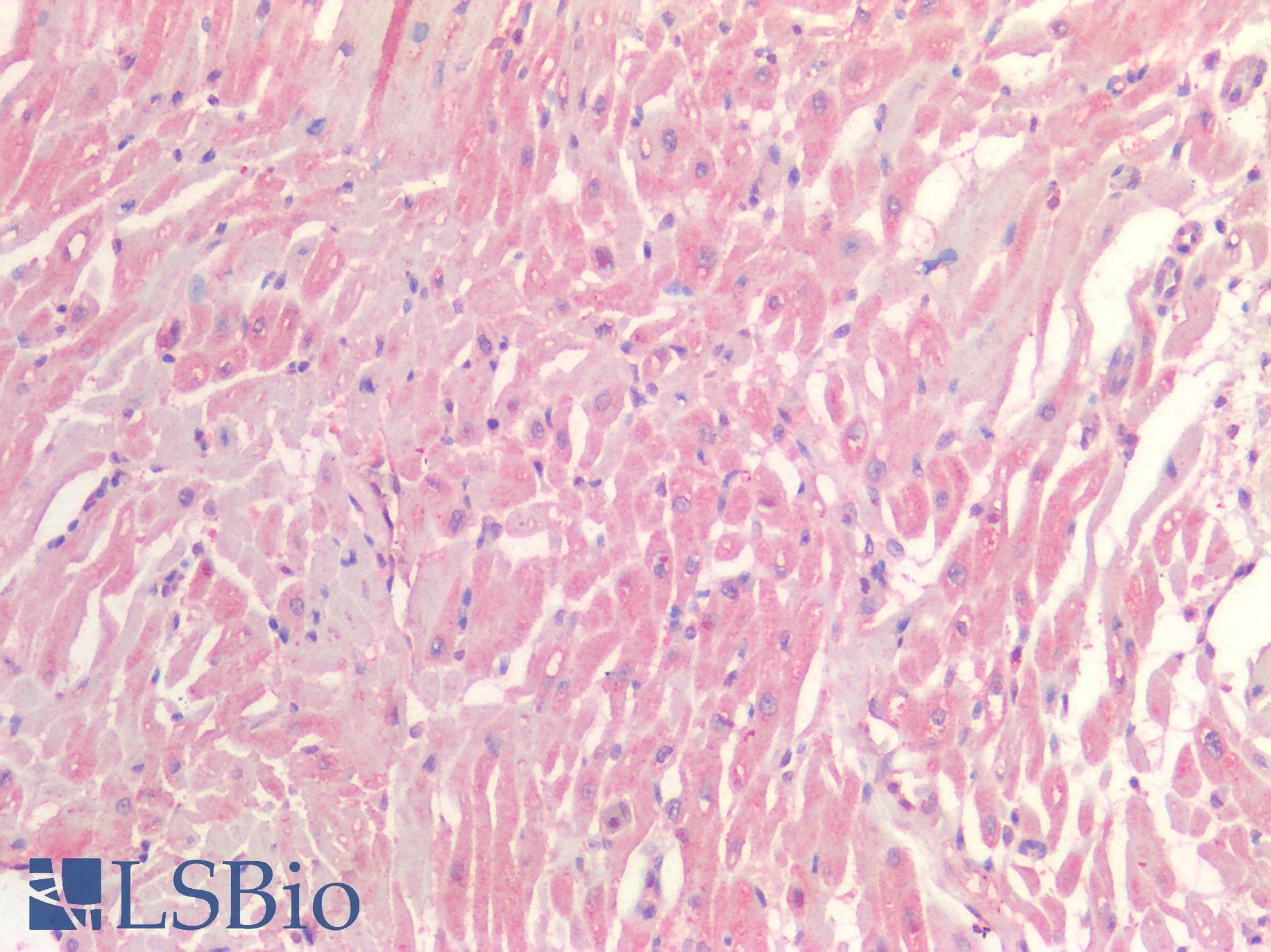 IHC-plus™ NTN1 / Netrin 1 Antibody