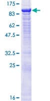 Human POGK Protein (Recombinant GST)