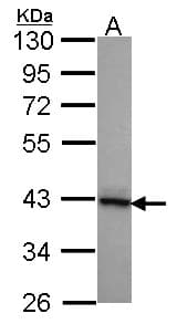 DNAJB2 Antibody (aa1-238)