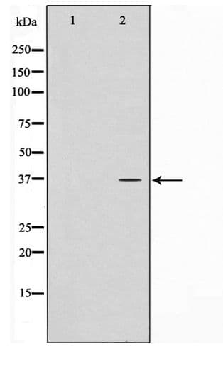 SFXN4 Antibody