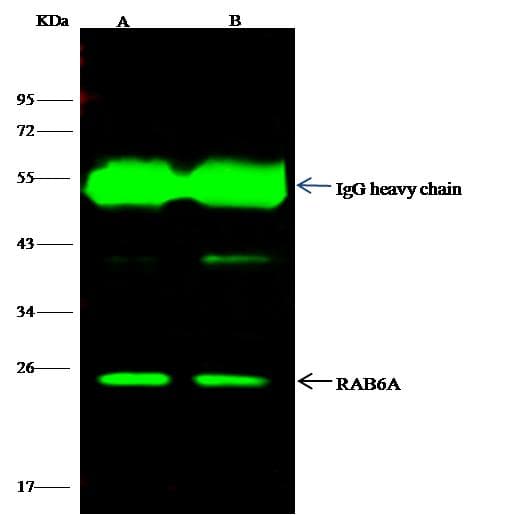 RAB6A / RAB6 Antibody (Preservative Free)