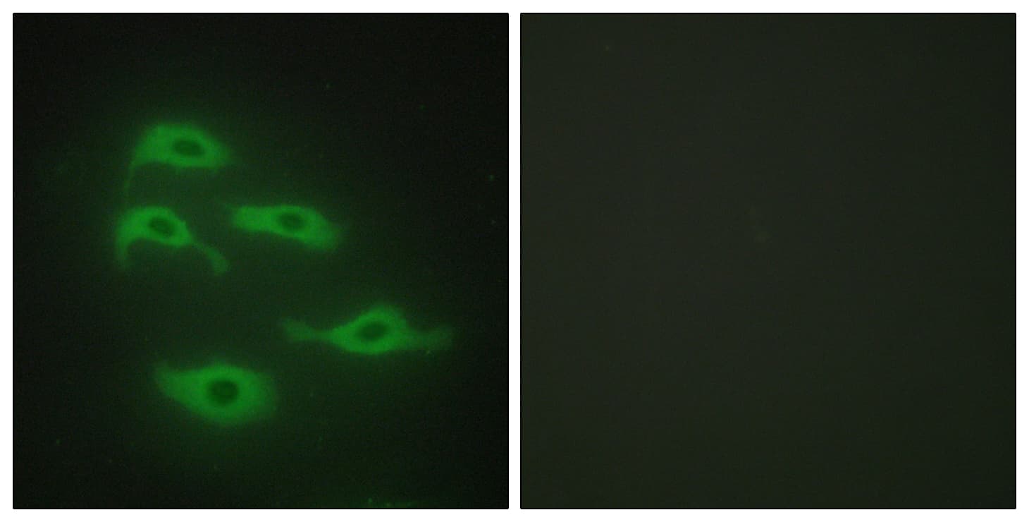 Polyclonal Rabbit anti-Human SERINC3 Antibody (aa361-410, IF, WB)