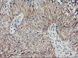 Nectin-1 / PVRL1 Antibody (clone OTI6F8)
