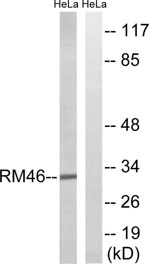 MRPL46 Antibody