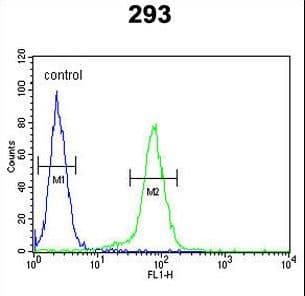 IHC-plus™ CLDN8 / Claudin 8 Antibody (aa140-166)