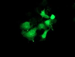 Monoclonal Mouse anti-Human PYCRL Antibody (clone OTI1B12, IHC, IF, WB)