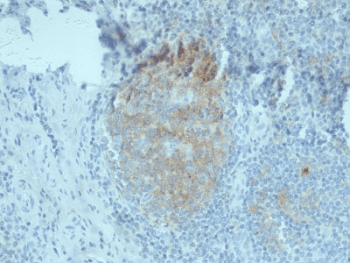 CD80 Antibody (clone C80/2776, Ready-to-Use)