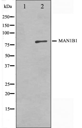 Polyclonal Rabbit anti-Human MAN1B1 Antibody (IF, WB)