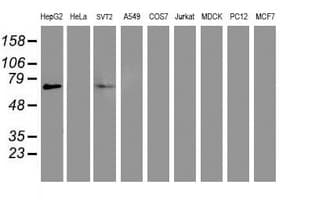 PPARA / PPAR Alpha Antibody (aa145-420, clone OTI1E8, Carrier-free)