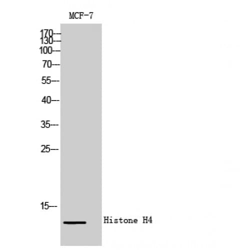 Histone H4 Antibody (1-80 aa)