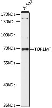 TOP1MT Antibody