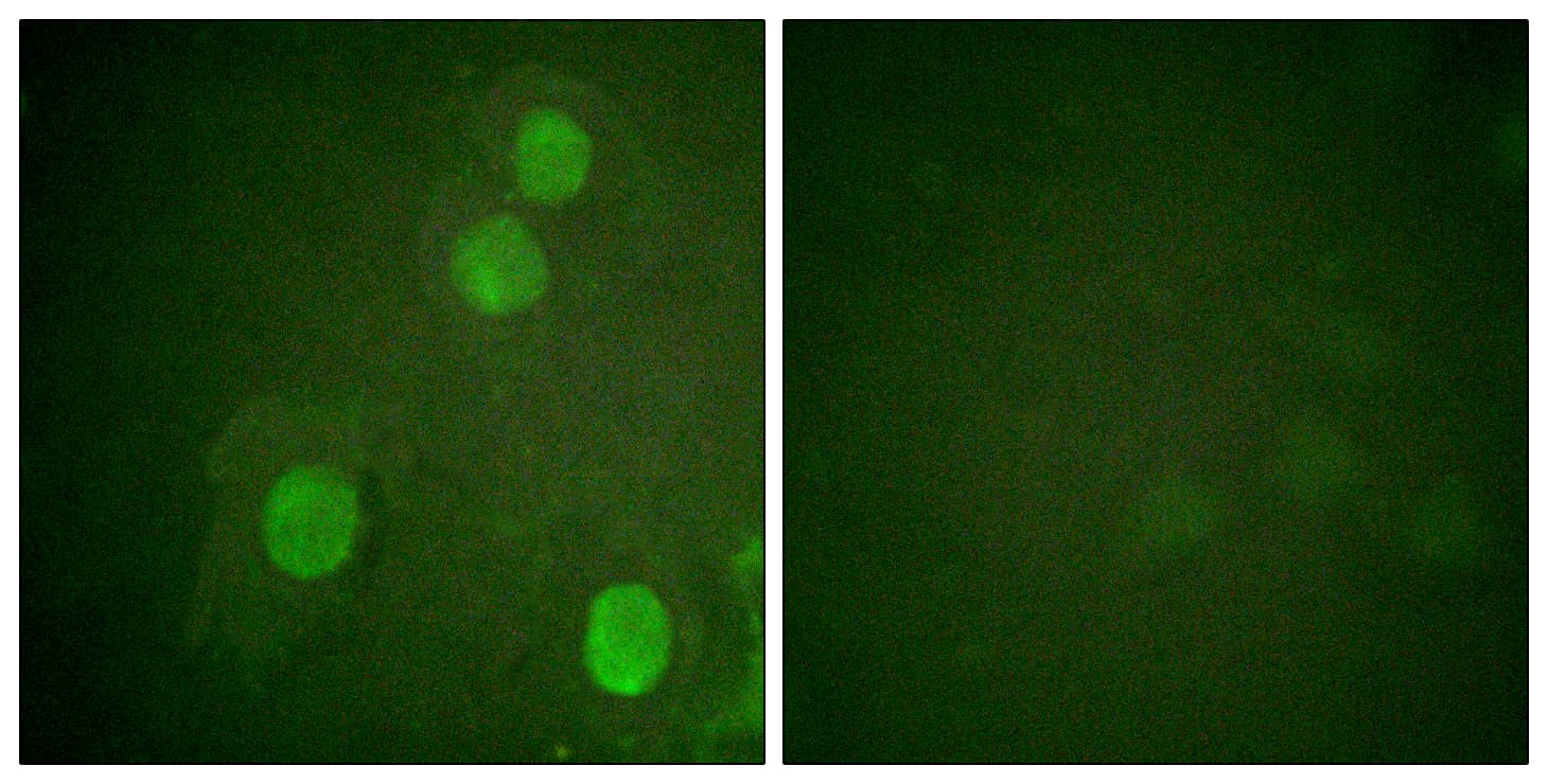 Polyclonal Rabbit anti-Human Histone H4 Antibody (phospho-Ser47, IF)