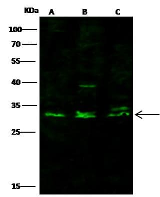 CD8A / CD8 Alpha Antibody (Preservative Free)