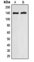 EIF5B / IF2 Antibody (C-Terminus)