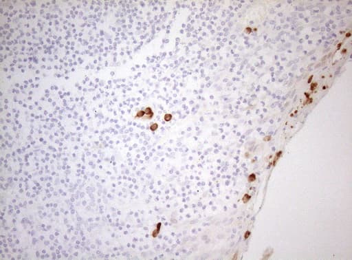ZNF394 Antibody (aa1-296, clone OTI1H10)