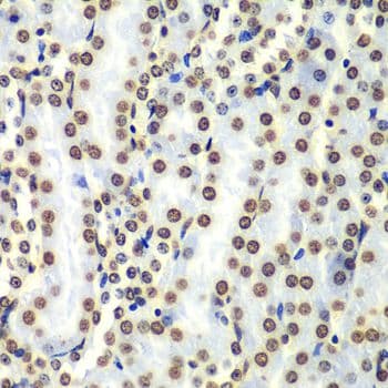 HIST3H3 Antibody