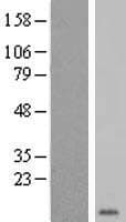 GYPE Protein (Over-Expression Lysate Myc-DDK (Flag))