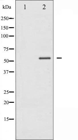 PTEN Antibody (phospho-Ser370)