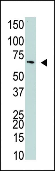 NUB1 Antibody (aa513-542)