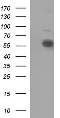 IL10RA Antibody (clone OTI1C7)