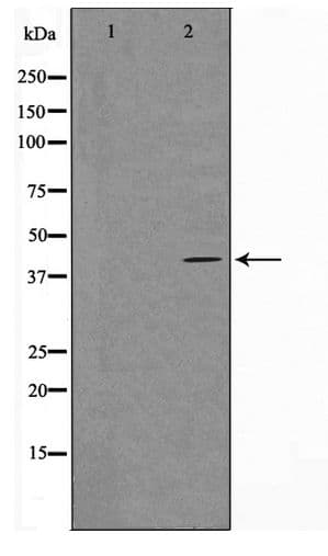 GPR68 / OGR1 Antibody