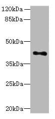 HTR1E / 5-HT1E Receptor Antibody