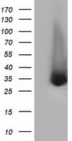 ERCC1 Antibody (clone OTI3G5)