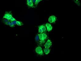 NPTN / SDR1 Antibody (clone OTI1E5)