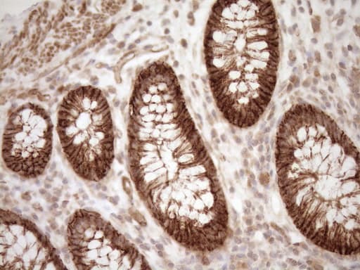 EPLIN Antibody (aa1-275, clone OTI1A3)