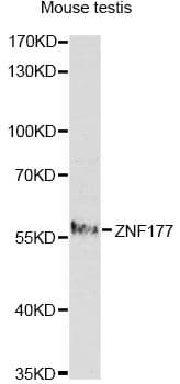 ZNF177 / PIGX Antibody