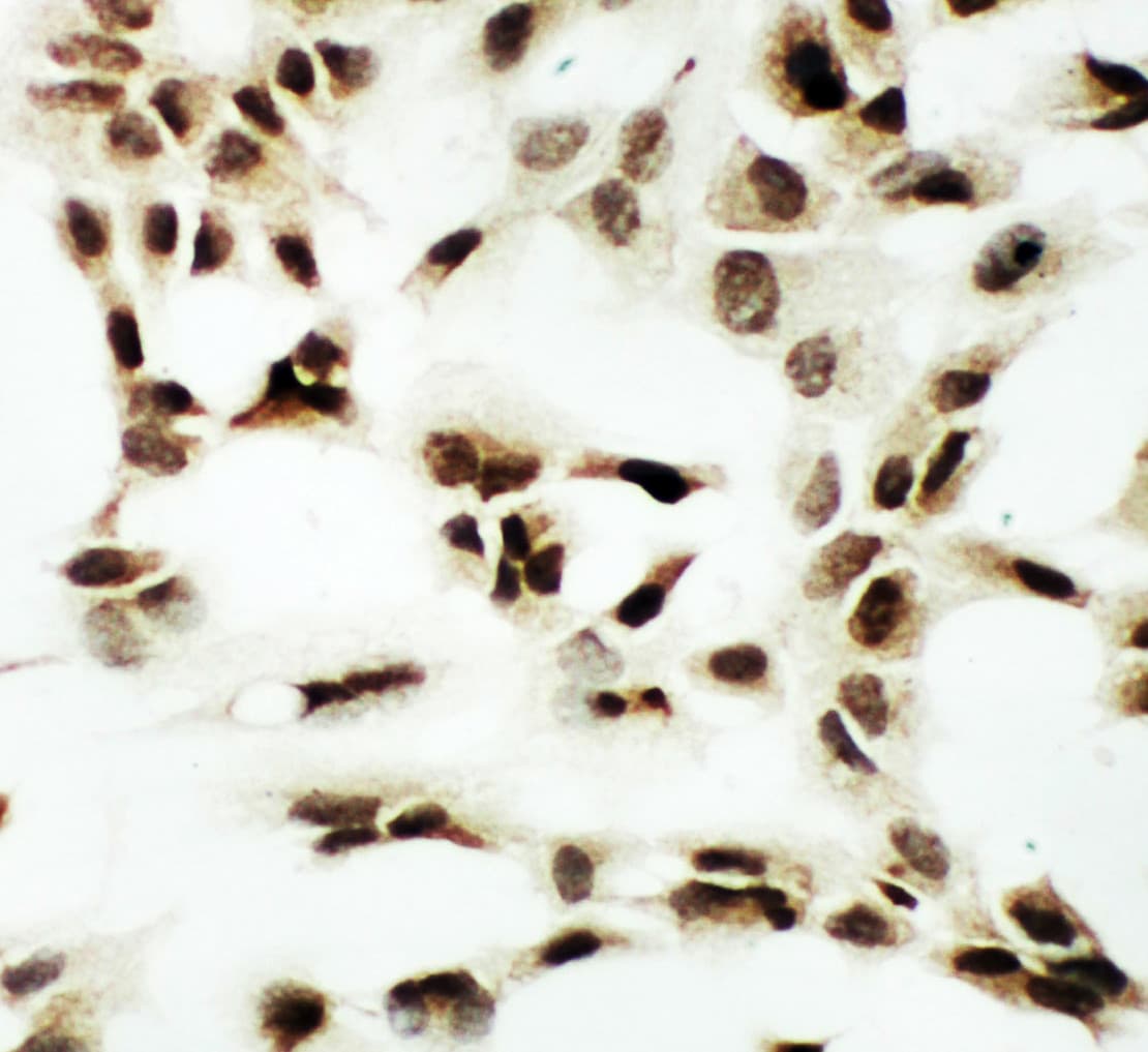 NRF1 / NRF-1 Antibody (aa272-288)