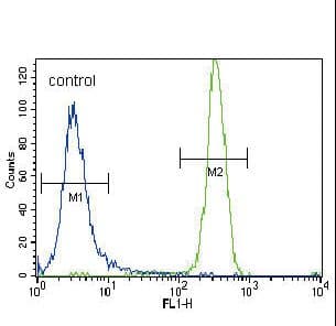 CSF1R / CD115 / FMS Antibody (aa940-971)