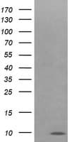 COX6C Antibody (clone OTI4B11)