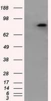 Monoclonal Mouse anti-Human APP / Beta Amyloid Precursor Antibody (clone OTI3E3, IHC, IF, WB)