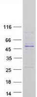 Human CPA2 Protein (Recombinant Myc-DDK (Flag))