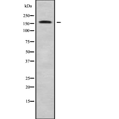 MEGF6 Antibody