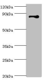 STRN / Striatin Antibody (aa581-780)
