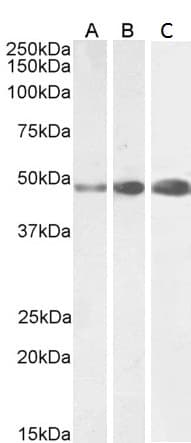 PathPlus™ GFAP Antibody (aa417-430)
