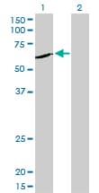 NEK11 Antibody (clone 4E1-1F4)