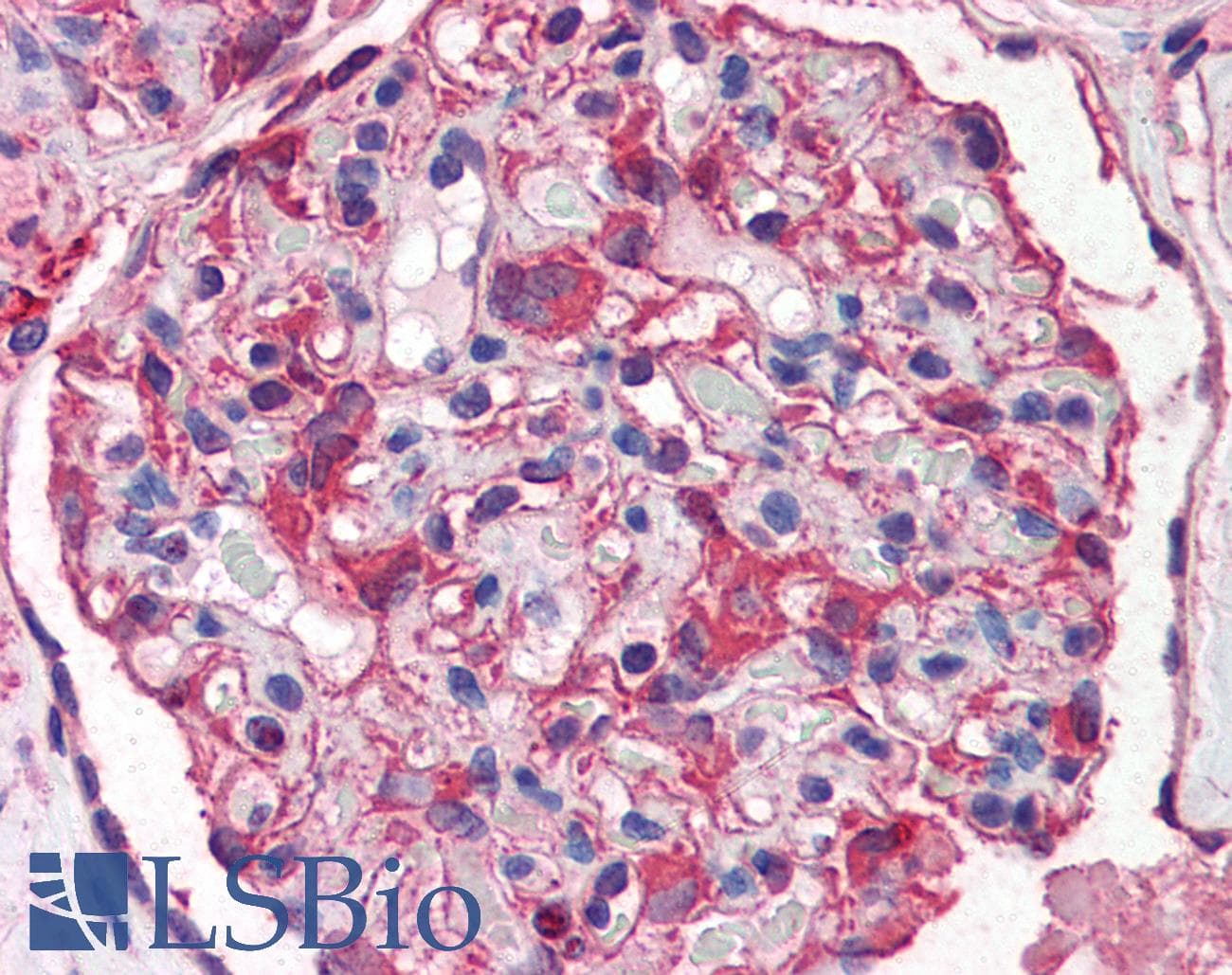 IHC-plus™ NES / Nestin Antibody (aa1464-1614)
