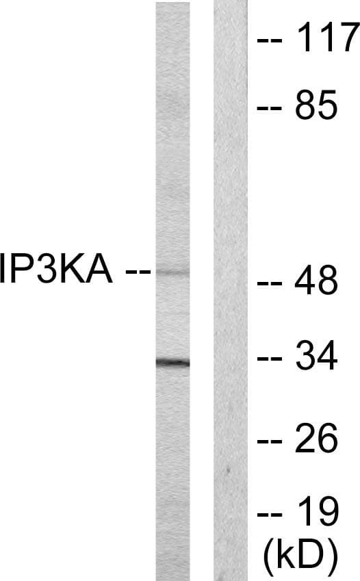 ITPKA Antibody