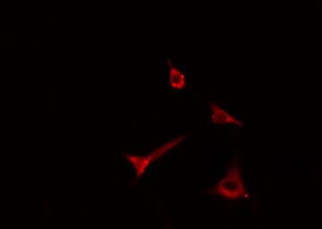 ADAM17 / TACE Antibody