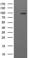 CD22 Antibody (clone OTI4C3, Carrier-free)