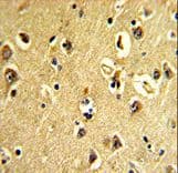 p21-ARC / ARPC3 Antibody (aa131-158)