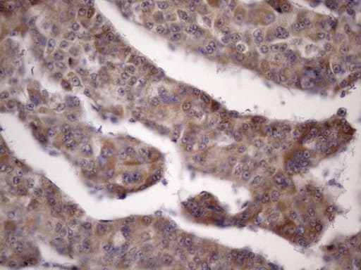 BTEB / KLF9 Antibody (clone OTI6A9)