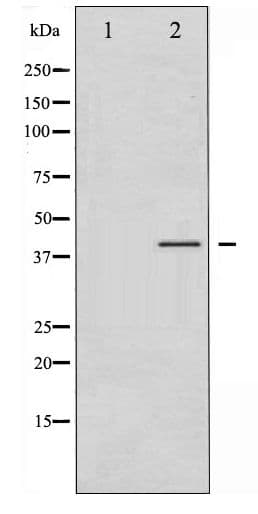 CRK Antibody (phospho-Tyr221)