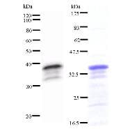 Monoclonal Mouse anti-Human VEZF1 Antibody (clone ZNF5J141, IF, WB)